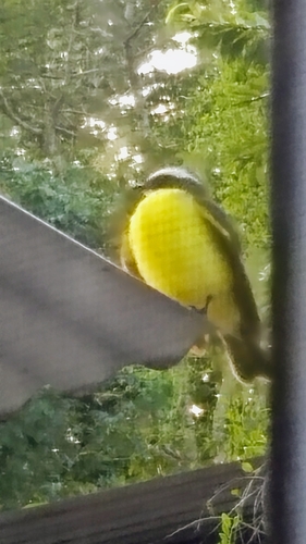 Social Flycatcher