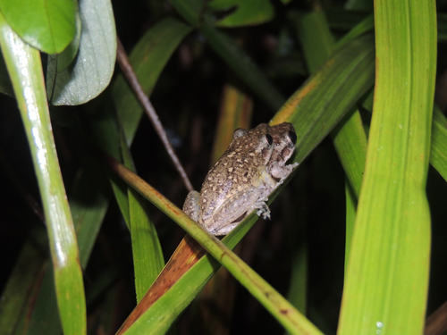Cochran's Snouted Tree Frog