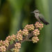 Hispaniolan Vervain Hummingbird - Photo (c) Juan Sangiovanni, all rights reserved, uploaded by Juan Sangiovanni