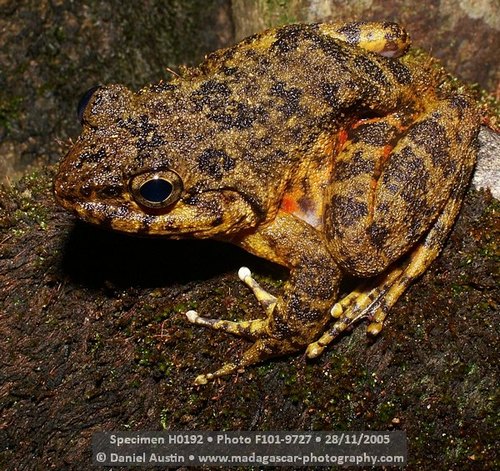 Grandidier's Madagascar Frog