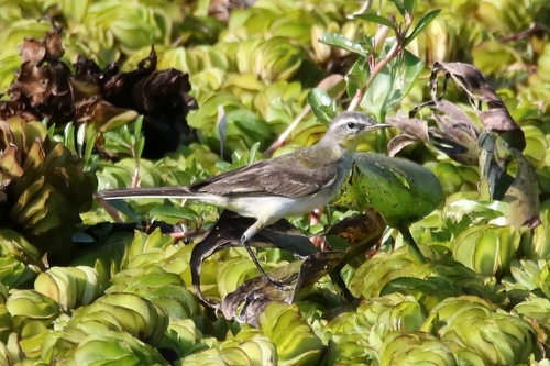 Eastern Yellow Wagtail