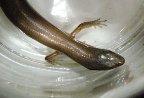 Red Forest Skink