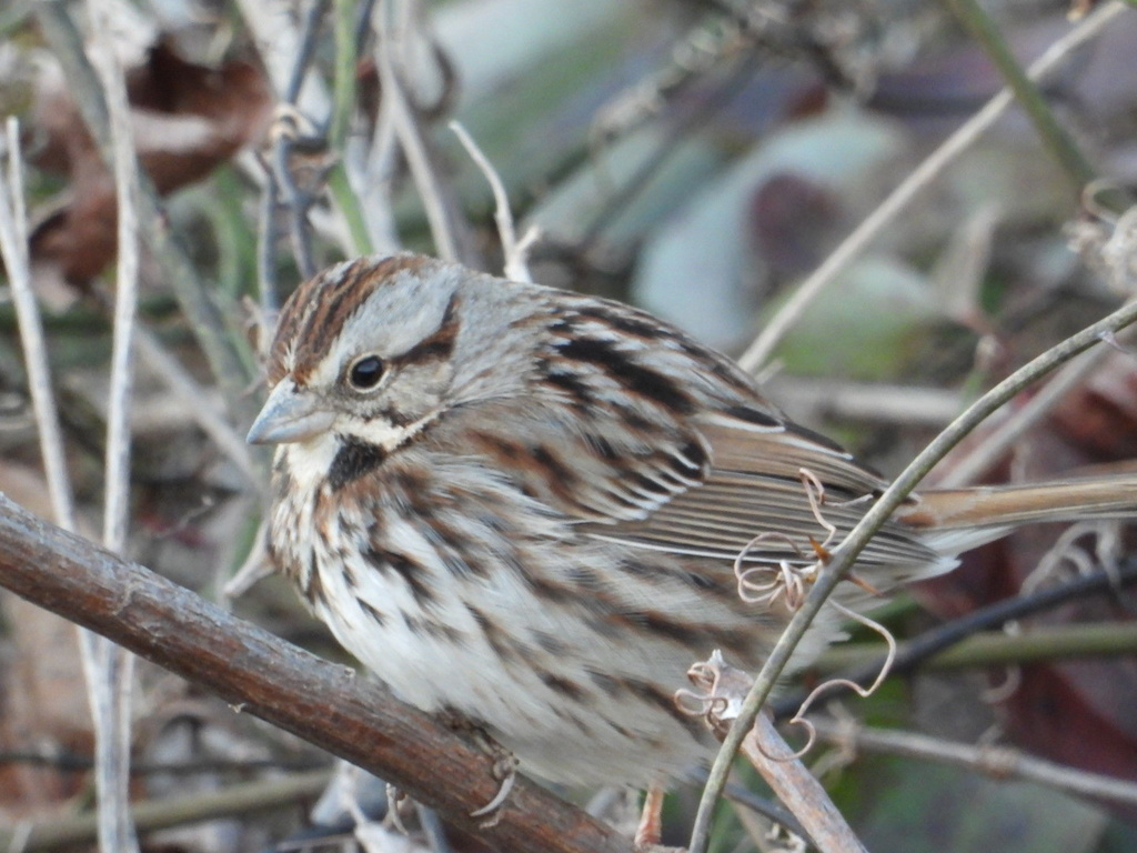 Arkansas Rapping Bird Song Sparrow from Rock Creek Trail, Little Rock, AR, US on February 5 ...