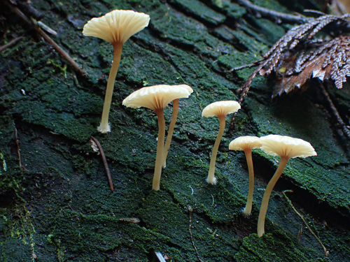 Lichen Agaric