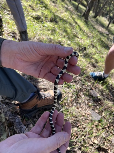 iNaturalist observation photo of California King Snake