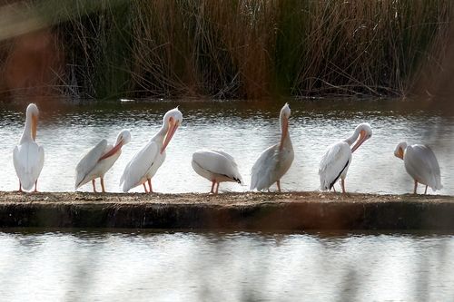 iNaturalist observation photo of American White Pelican