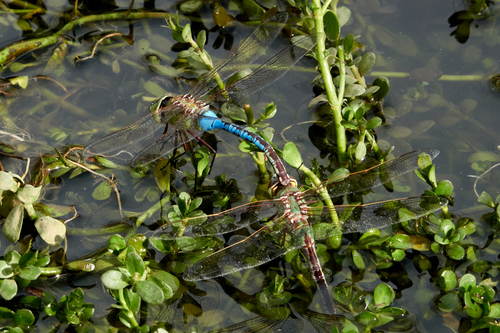 iNaturalist observation photo of Common Green Darner
