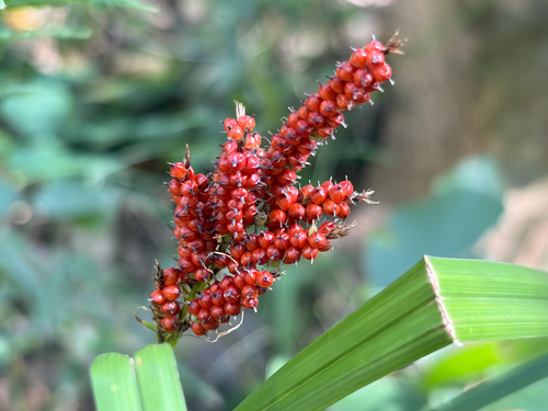 Carex baccans