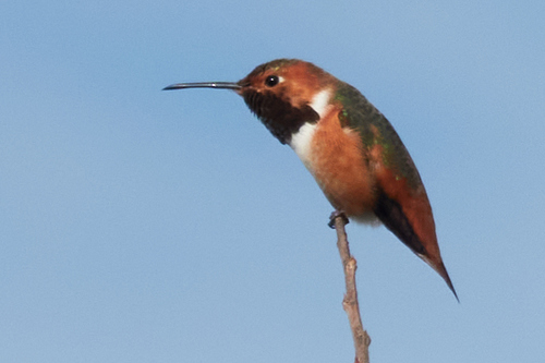 iNaturalist observation photo of Allen's Hummingbird