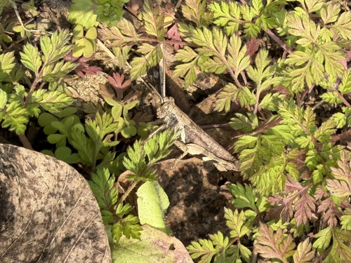 Xenocatantops brachycerus
