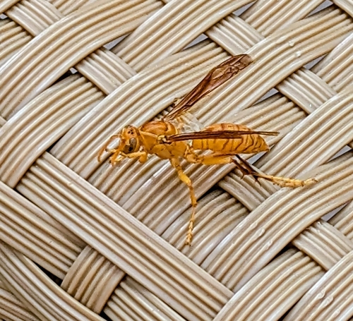 Arabian paper wasp