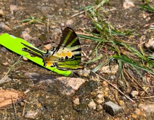 Five-bar Swordtail