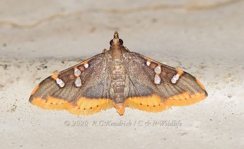 Prophantis adusta Inoue, 1986