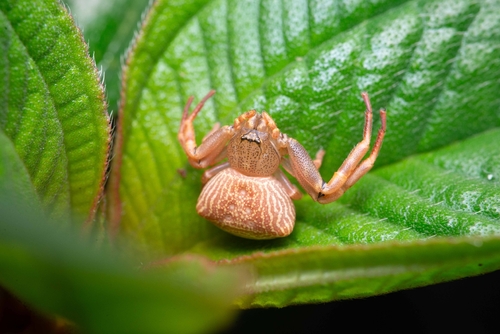 Cyriogonus simoni