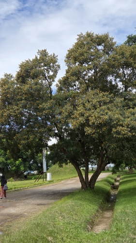 Weeping wattle