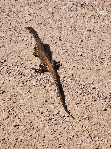 Sand Monitor