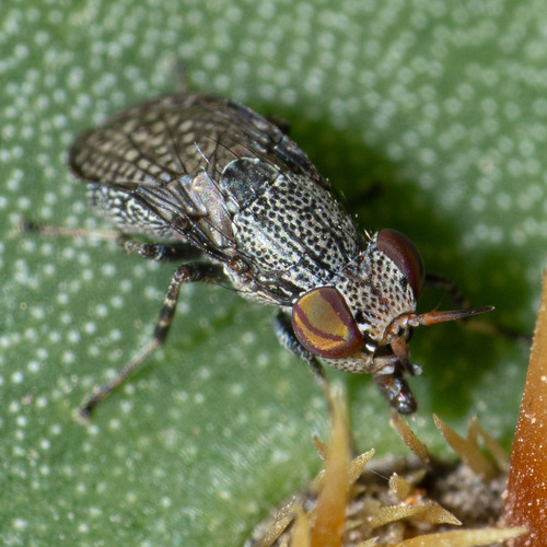 Unknown species found near Hidalgo County, TX, USA