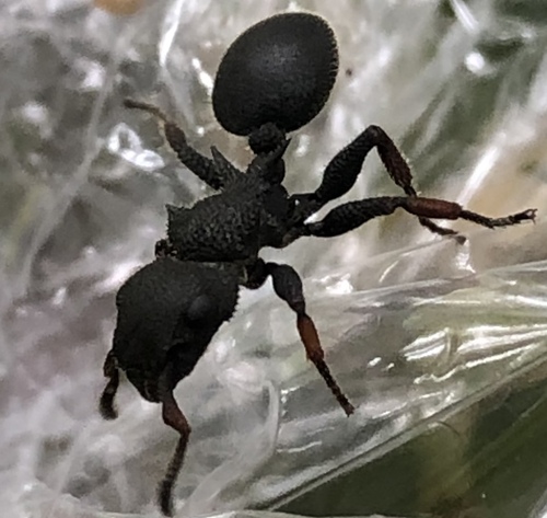 Cataulacus erinaceus