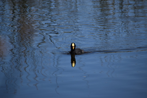 Red-gartered Coot