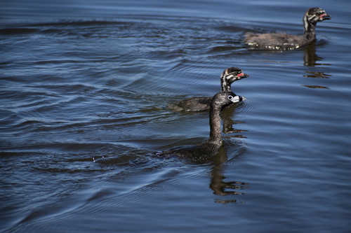 Pied-billed Grebe