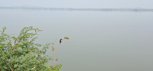 White-throated Kingfisher
