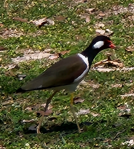 Red-wattled Lapwing