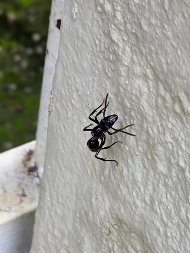 Neoponera commutata