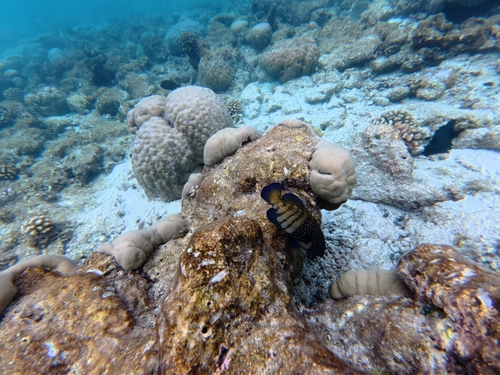 Cephalopholis argus