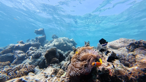 Amphiprion nigripes