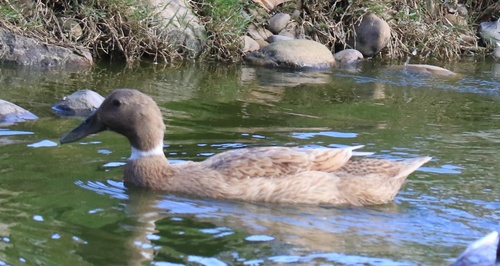 Domestic Mallard