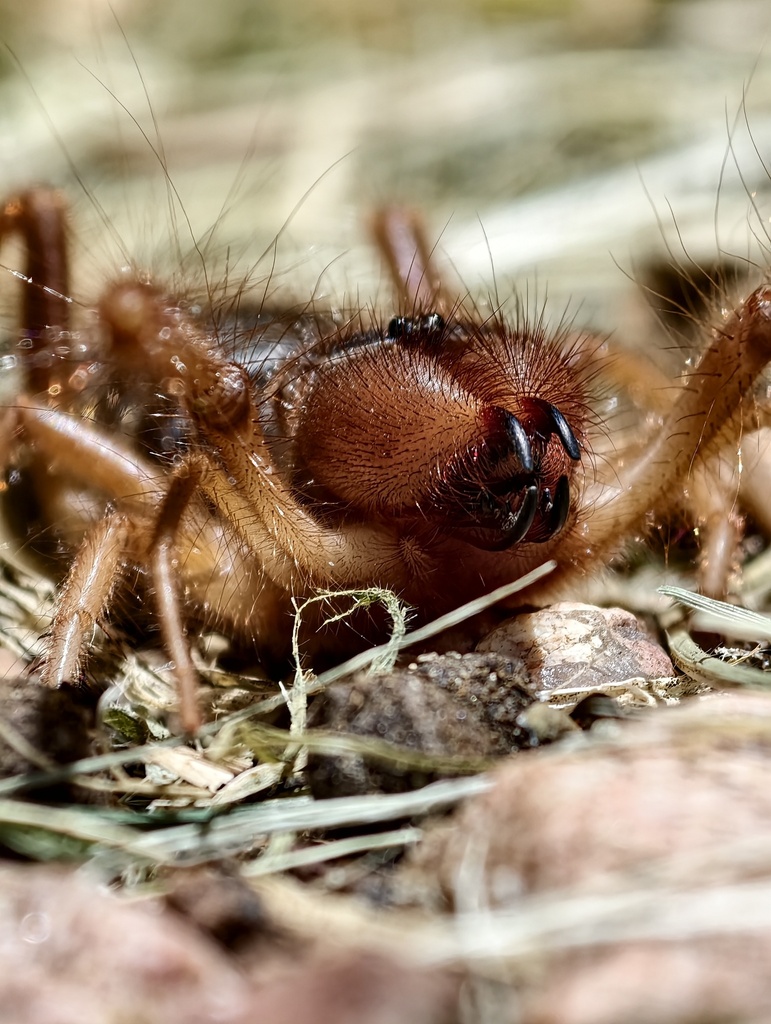 Red Roman Insect Common Romans from Эхланзени, Южная Африка on February 5, 2026 at 09:11 ...