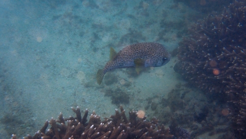 Diodon hystrix