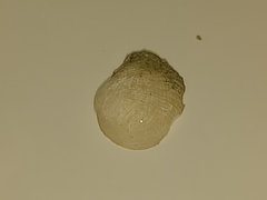 Petricola lithophaga image