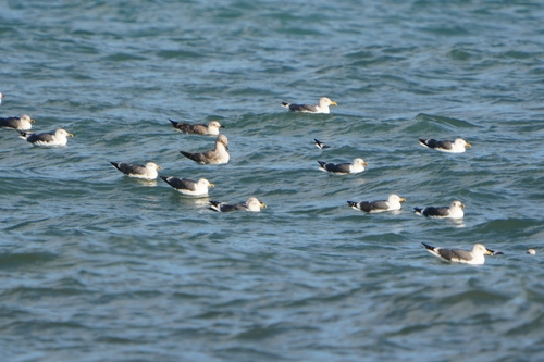 Avistamiento Gaviota Dorsinegra Menor
