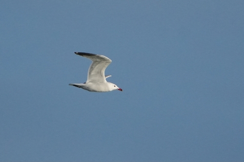 Avistamiento Gaviota de Audouin