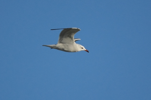 Avistamiento Gaviota de Audouin