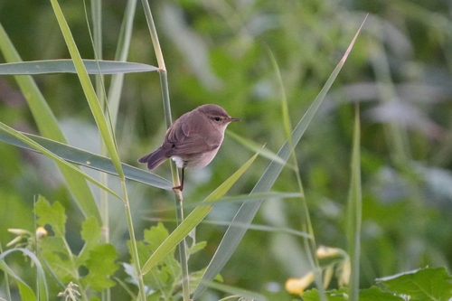 Avistamiento Mosquitero Común