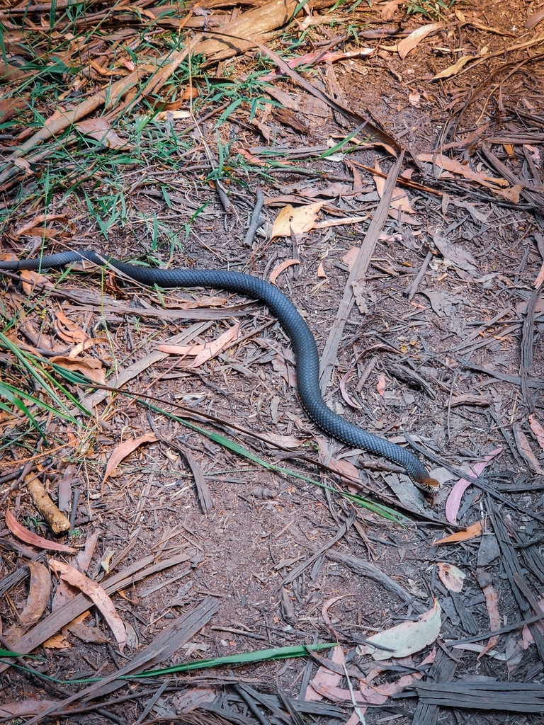 Highlands Copperhead from Wesburn VIC 3799, Australia on December 27 ...