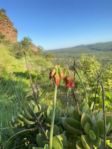 Cotyledon barbeyi barbeyi