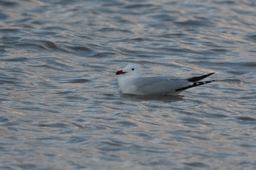 Avistamiento Gaviota de Audouin