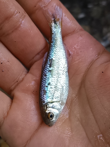 Hemibrycon colombianus