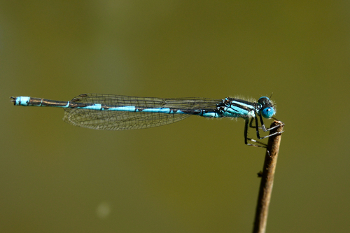 Goblet-marked Damselfly