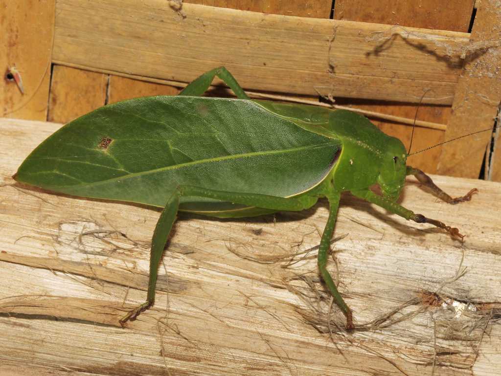 Azamia biplagiata from Buhoma sector of Bwindi Impenetrable National ...