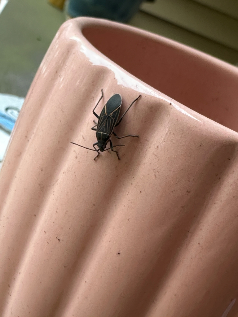 Western Boxelder Bug from Overhulse Rd NW, Olympia, WA, US on February ...