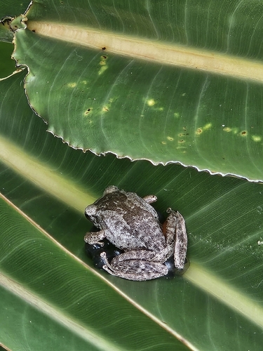 Common Coqui