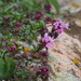 Mongolian Thyme - Photo (c) greenlapwing, all rights reserved, uploaded by greenlapwing