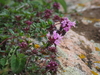 Mongolian Thyme - Photo (c) greenlapwing, all rights reserved, uploaded by greenlapwing