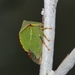 Buffalo Treehopper - Photo (c) Marcello Consolo, all rights reserved