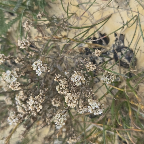 Kawarau Cress