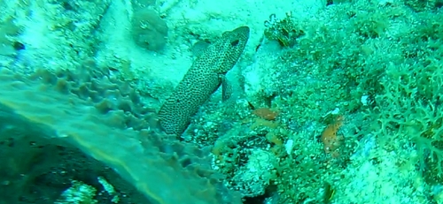 Cephalopholis cruentata